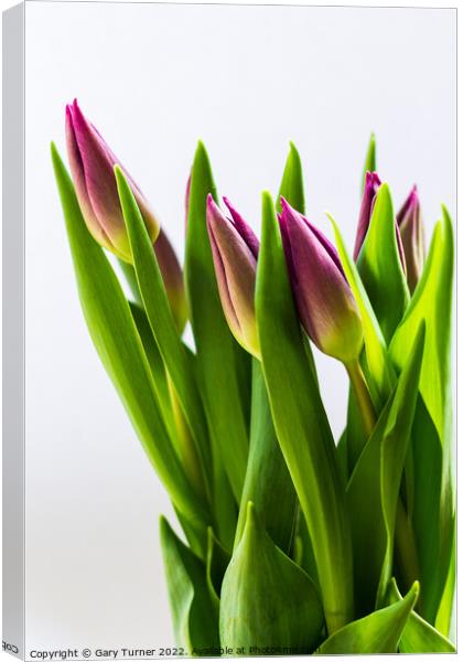 Bunch of tulips Canvas Print by Gary Turner