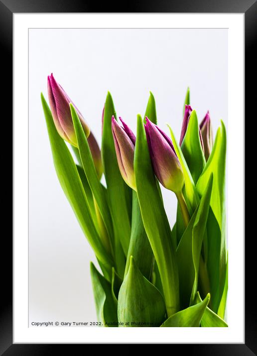 Bunch of tulips Framed Mounted Print by Gary Turner