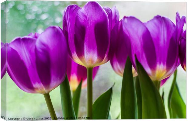Vibrant purple tulips Canvas Print by Gary Turner