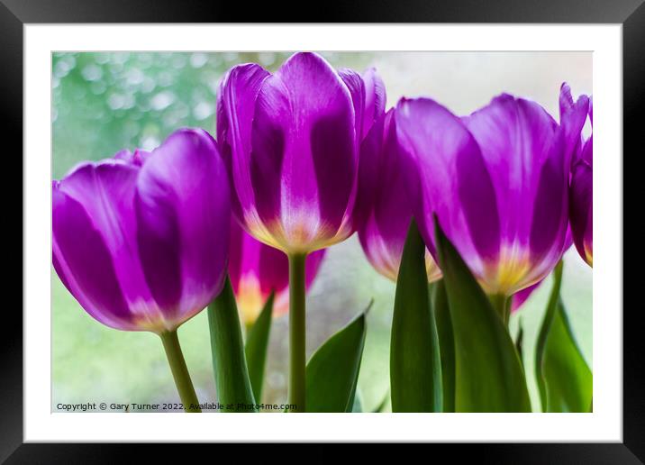 Vibrant purple tulips Framed Mounted Print by Gary Turner