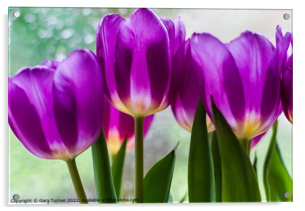 Vibrant purple tulips Acrylic by Gary Turner