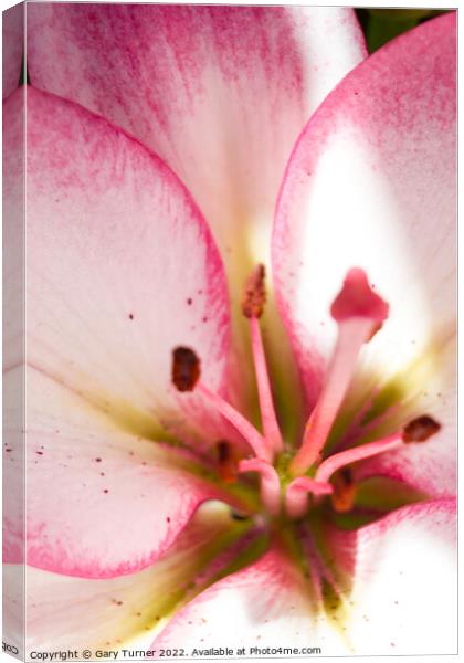 Close up of Lily Canvas Print by Gary Turner
