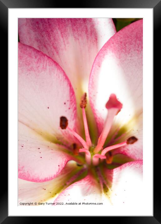 Close up of Lily Framed Mounted Print by Gary Turner