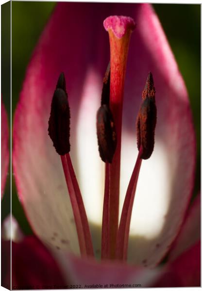 Close up of Lily Canvas Print by Gary Turner