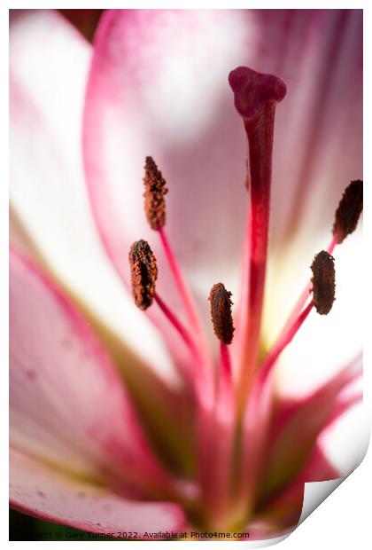 Close up of Lily Print by Gary Turner