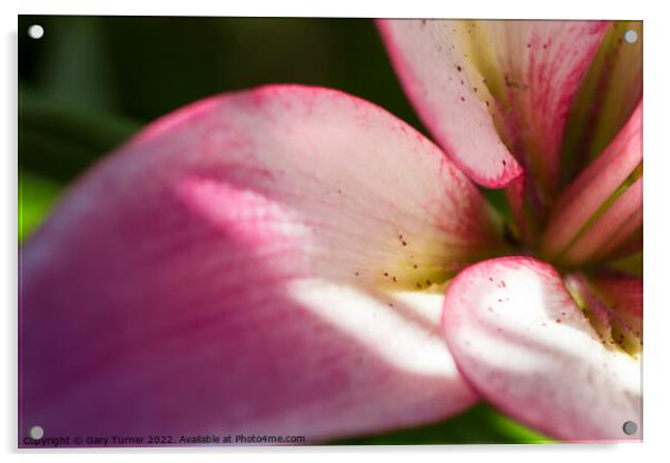 Close up of Lily Acrylic by Gary Turner