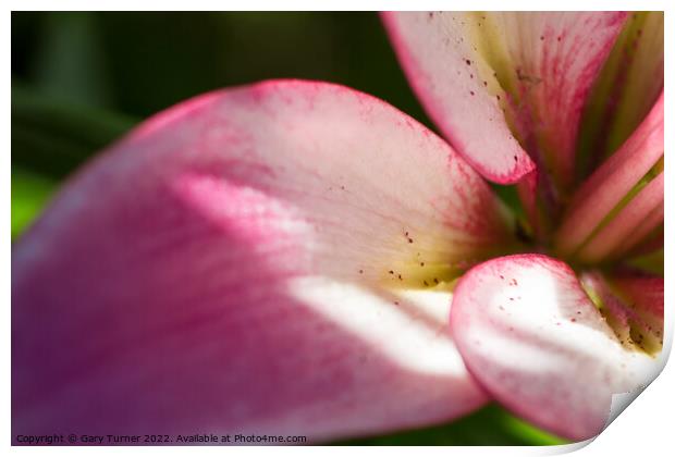 Close up of Lily Print by Gary Turner