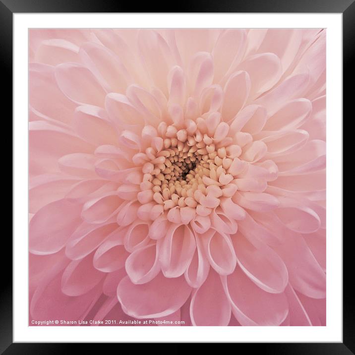 Perfect Petals Framed Mounted Print by Sharon Lisa Clarke