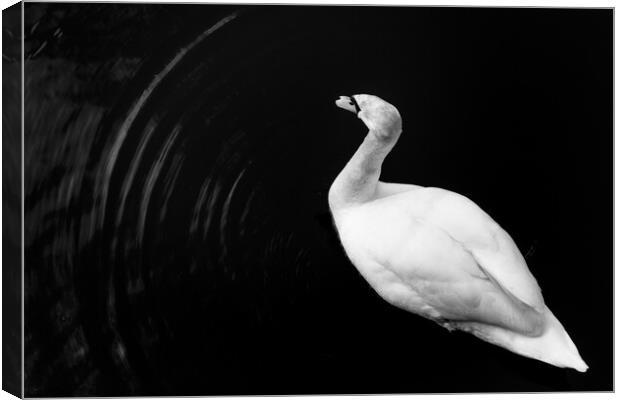 Motion of a Swan Canvas Print by Gary Turner