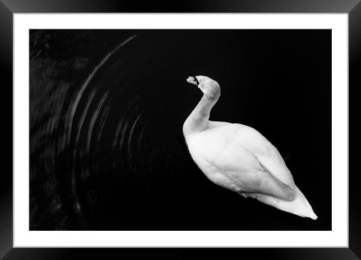 Motion of a Swan Framed Mounted Print by Gary Turner