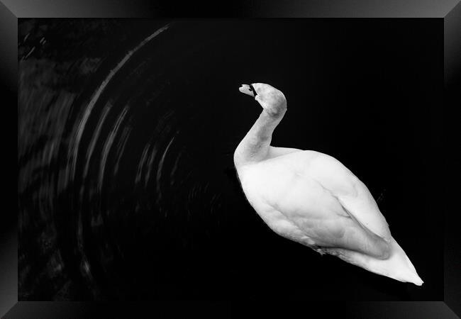 Motion of a Swan Framed Print by Gary Turner