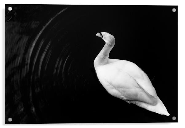 Motion of a Swan Acrylic by Gary Turner