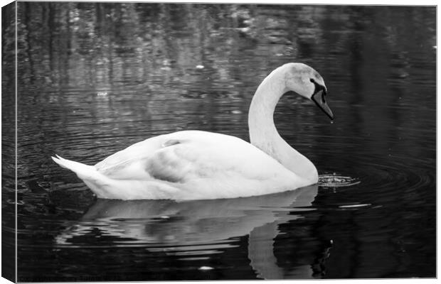 Swan on the River Aire Canvas Print by Gary Turner