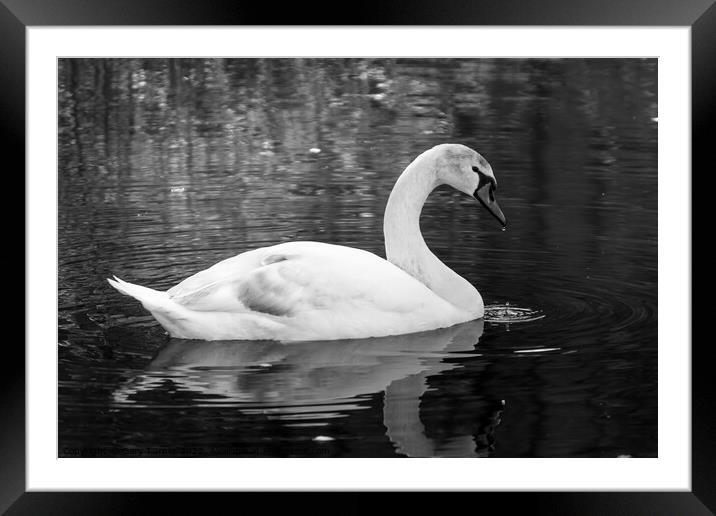 Swan on the River Aire Framed Mounted Print by Gary Turner