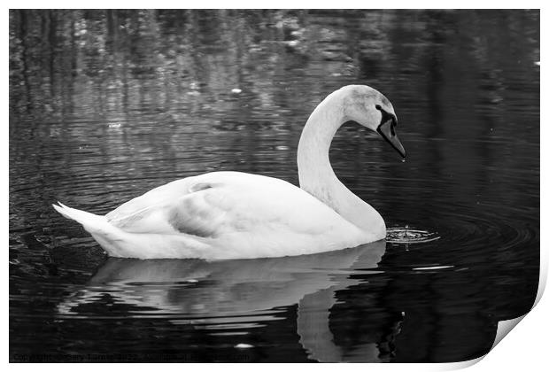 Swan on the River Aire Print by Gary Turner