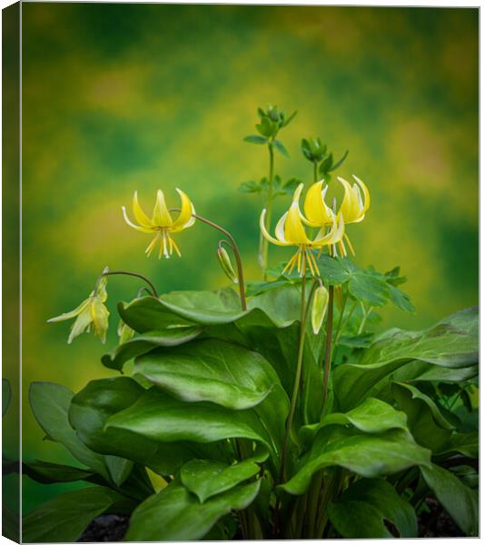 Erythronium americanum - The trout lily. Canvas Print by Bill Allsopp