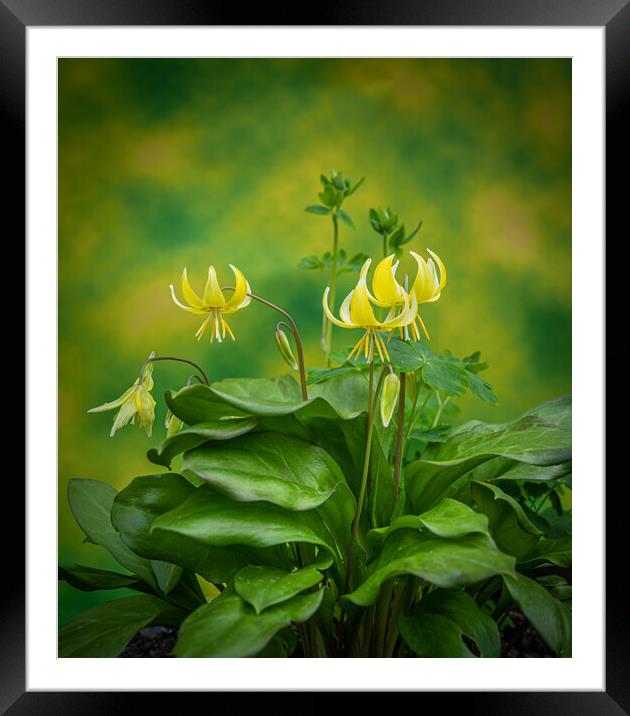 Erythronium americanum - The trout lily. Framed Mounted Print by Bill Allsopp