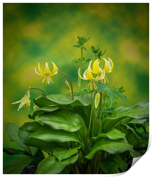 Erythronium americanum - The trout lily. Print by Bill Allsopp