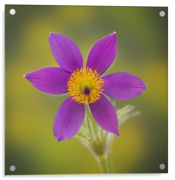 Pasque flower Acrylic by Bill Allsopp