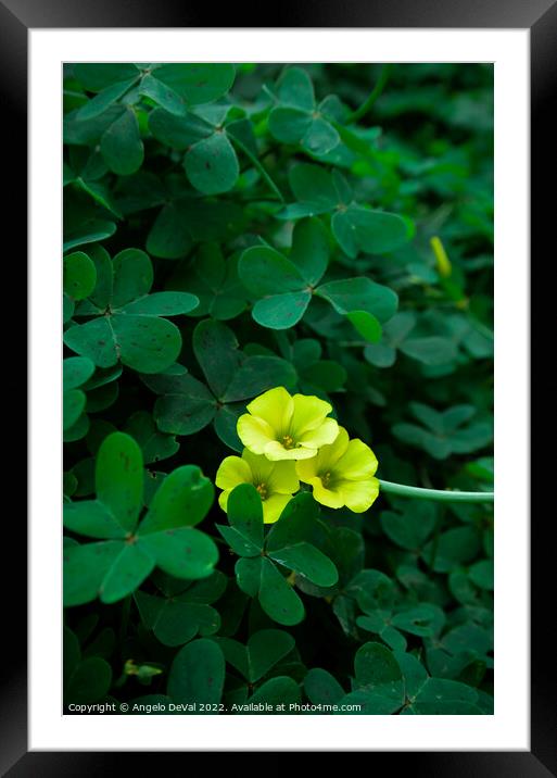 Bermuda Buttercup Yellow Flower Framed Mounted Print by Angelo DeVal