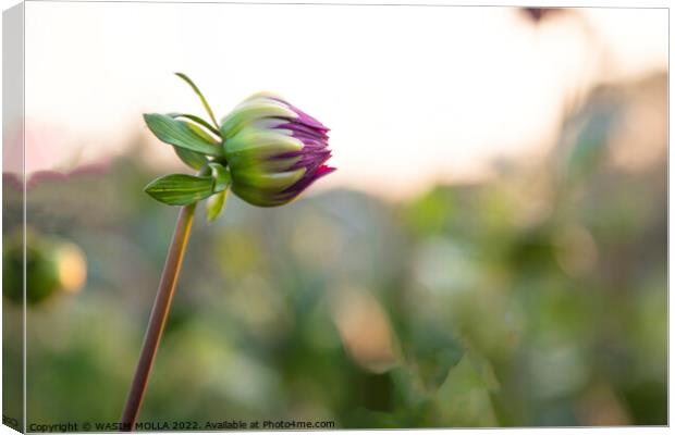 Plant flower Canvas Print by WASIM MOLLA