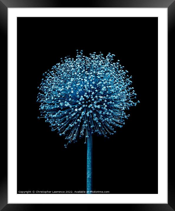 Blue Alium Framed Mounted Print by Christopher Lawrence Mrs Lawrence