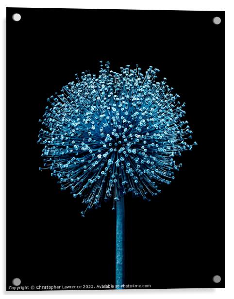Blue Alium Acrylic by Christopher Lawrence Mrs Lawrence