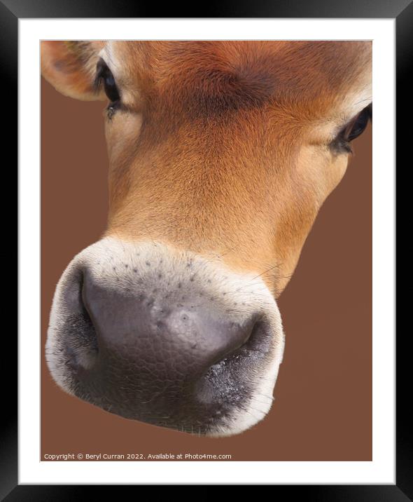 Affectionate Cow with Big Brown Eyes Framed Mounted Print by Beryl Curran