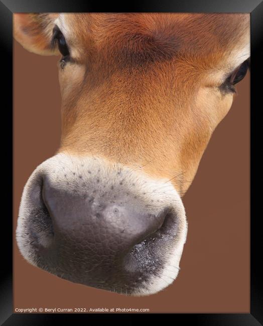 Affectionate Cow with Big Brown Eyes Framed Print by Beryl Curran