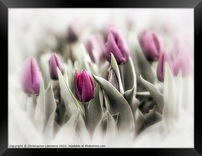 Vintage Purple Tulips  Framed Print by Christopher Lawrence Mrs Lawrence
