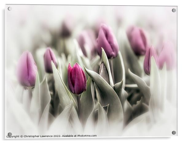 Vintage Purple Tulips  Acrylic by Christopher Lawrence Mrs Lawrence