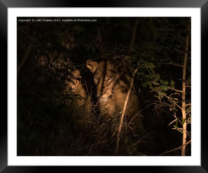 Lioness under searchlight in South African bush Framed Mounted Print by colin chalkley