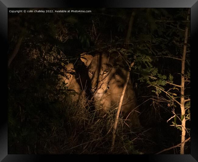 Lioness under searchlight in South African bush Framed Print by colin chalkley