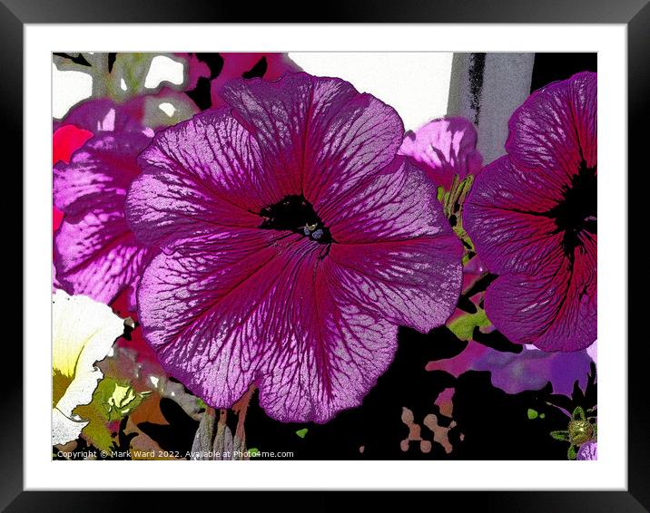 Posterized Petunia. Framed Mounted Print by Mark Ward