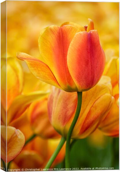 Orange Tulip Flower Canvas Print by Christopher Lawrence Mrs Lawrence
