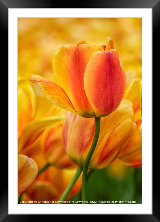 Orange Tulip Flower Framed Mounted Print by Christopher Lawrence Mrs Lawrence