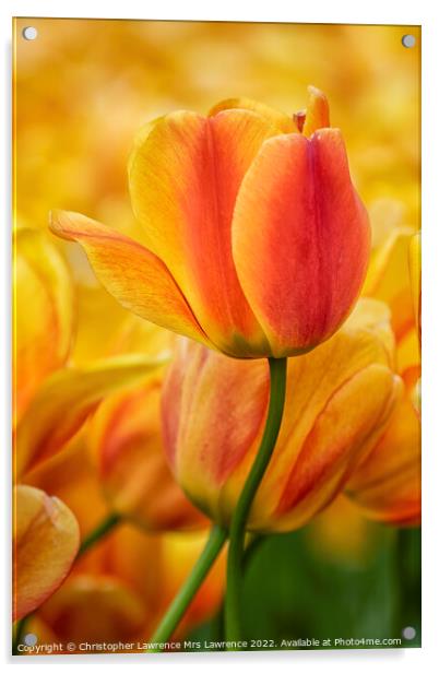 Orange Tulip Flower Acrylic by Christopher Lawrence Mrs Lawrence