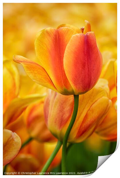 Orange Tulip Flower Print by Christopher Lawrence Mrs Lawrence