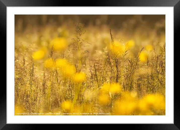 Sunlit Buttercup Meadow Framed Mounted Print by Christopher Lawrence Mrs Lawrence