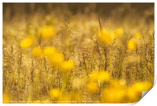 Sunlit Buttercup Meadow Print by Christopher Lawrence Mrs Lawrence
