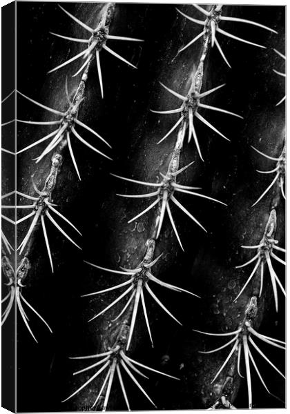 Monochrome Cactus Spines Canvas Print by Christopher Lawrence Mrs Lawrence