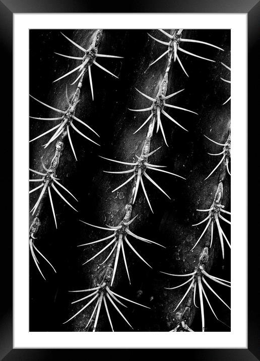 Monochrome Cactus Spines Framed Mounted Print by Christopher Lawrence Mrs Lawrence