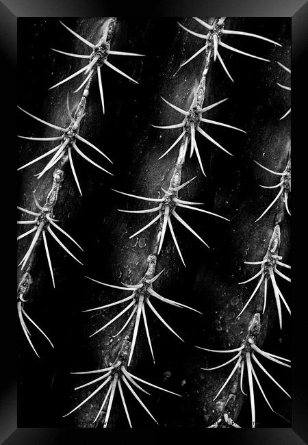Monochrome Cactus Spines Framed Print by Christopher Lawrence Mrs Lawrence