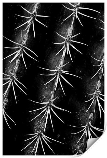 Monochrome Cactus Spines Print by Christopher Lawrence Mrs Lawrence