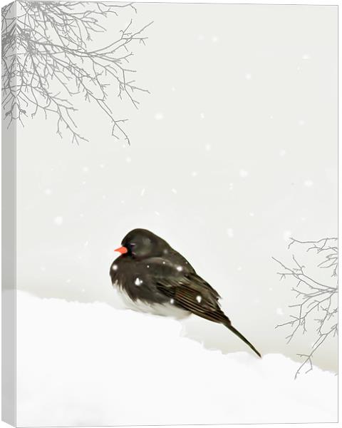 A SPARROW IN WINTER Canvas Print by Tom York