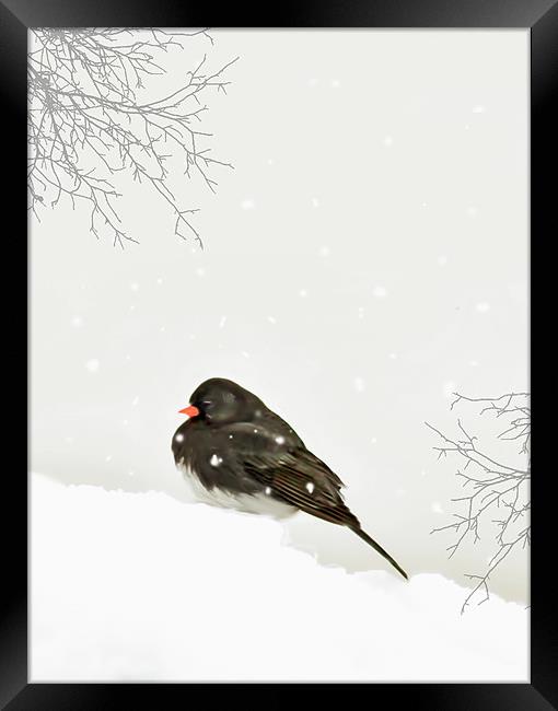 A SPARROW IN WINTER Framed Print by Tom York