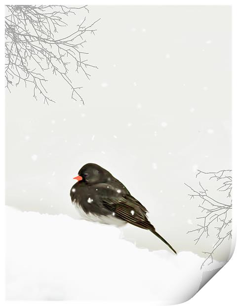 A SPARROW IN WINTER Print by Tom York