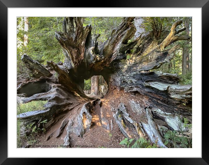 Hollow Redwood Tree Framed Mounted Print by Sam Norris