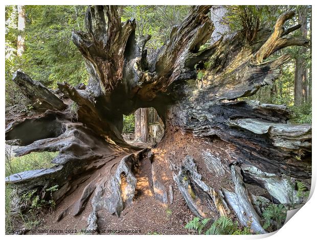 Hollow Redwood Tree Print by Sam Norris