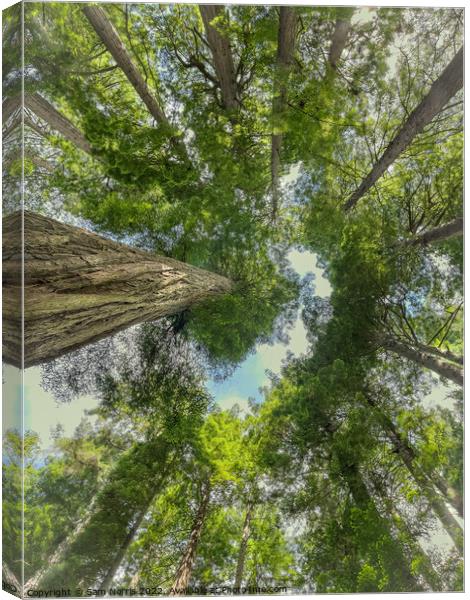 Redwood overhead canopy view Canvas Print by Sam Norris